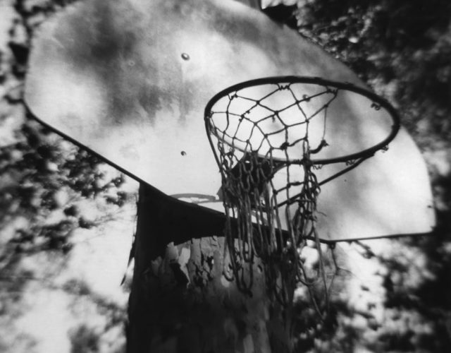 basketball hoop on sycamore tree
