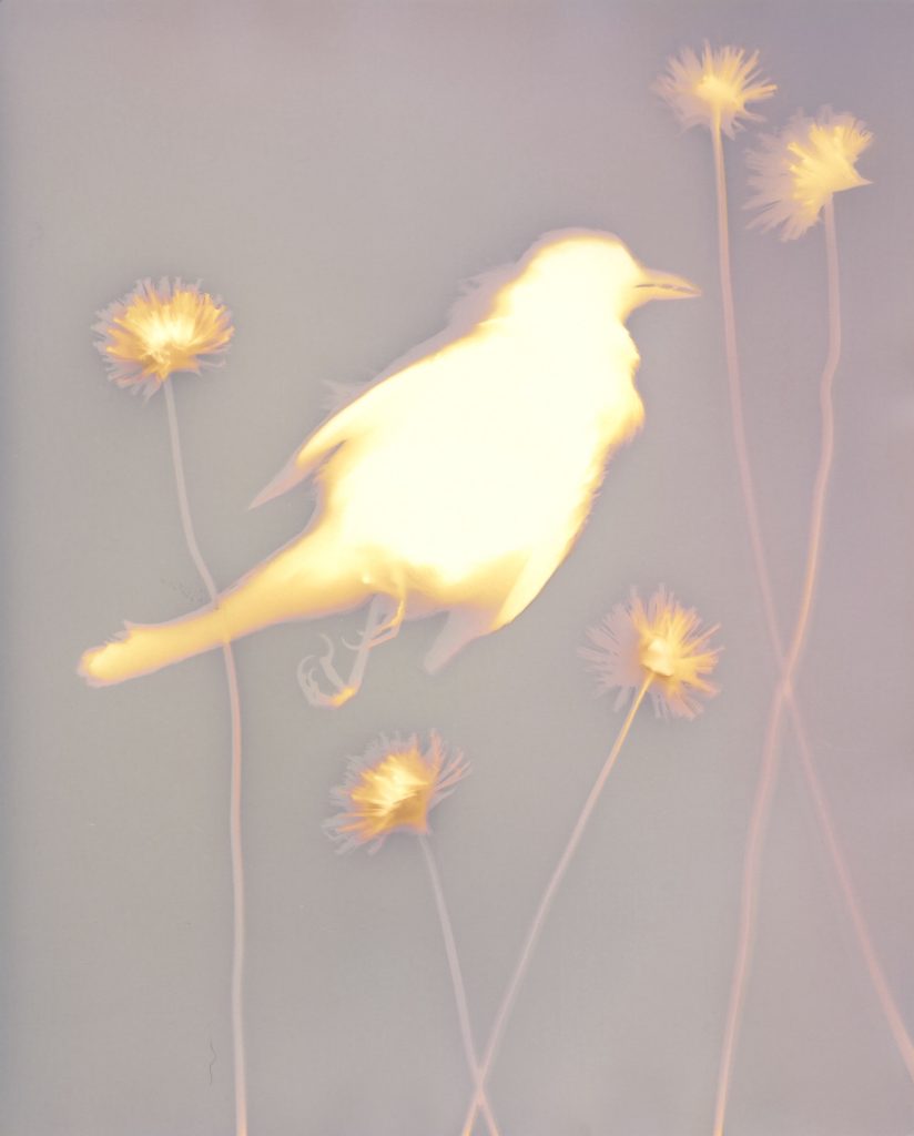 Lumen print of bird surrounded by small gomphrena flowers on long, delicate stems. The backgrond is a pale lavendar color, the bird is white egded in yellow, the flowaers have a yellow pinkish cast.